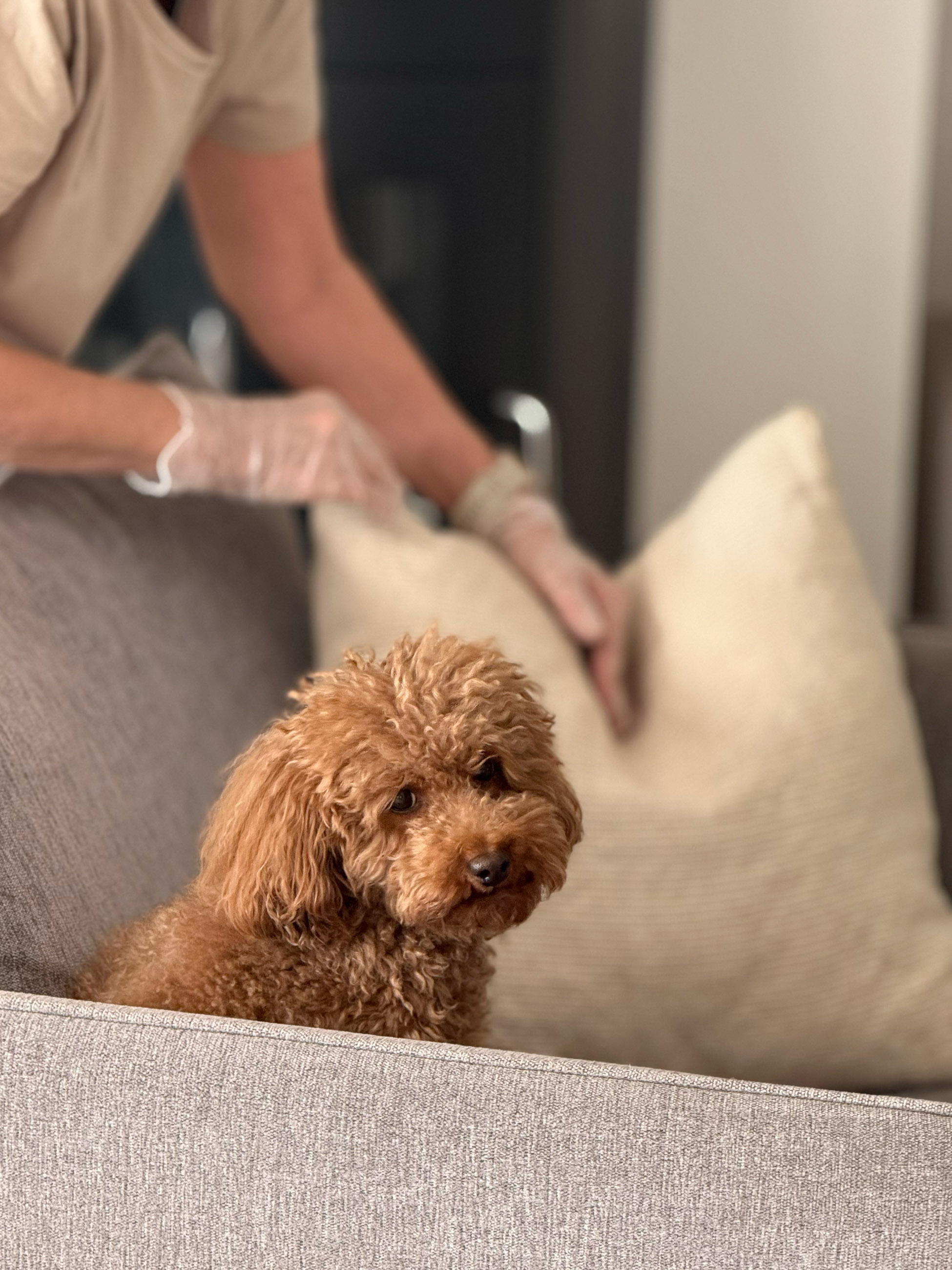 Person puffar kudde bakom en liten brun hund i soffa